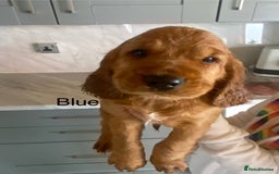 Cocker Spaniel dogs for sale: Kc registered working spaniel  - Image 4