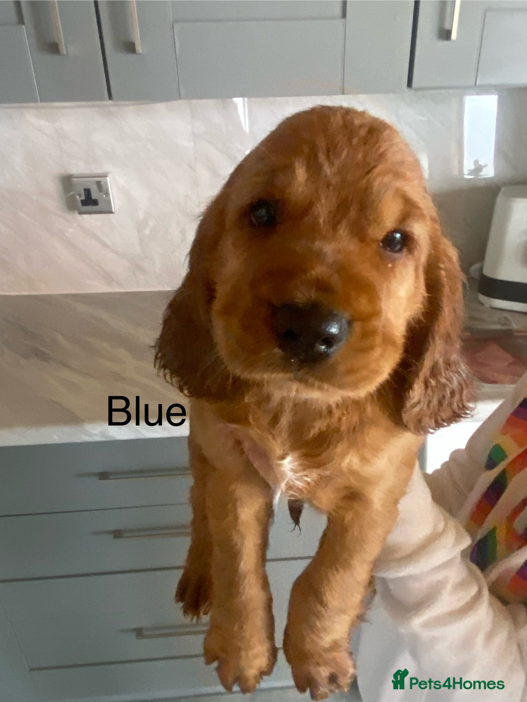 Cocker Spaniel dogs for sale: Kc registered working spaniel  - Image 4