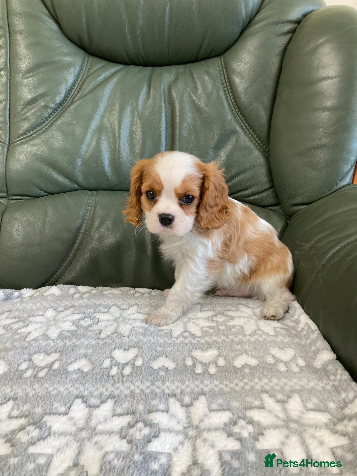 Cavalier King Charles Spaniel dogs Beautiful KC blenheim pups - health tested parents - Advert 1