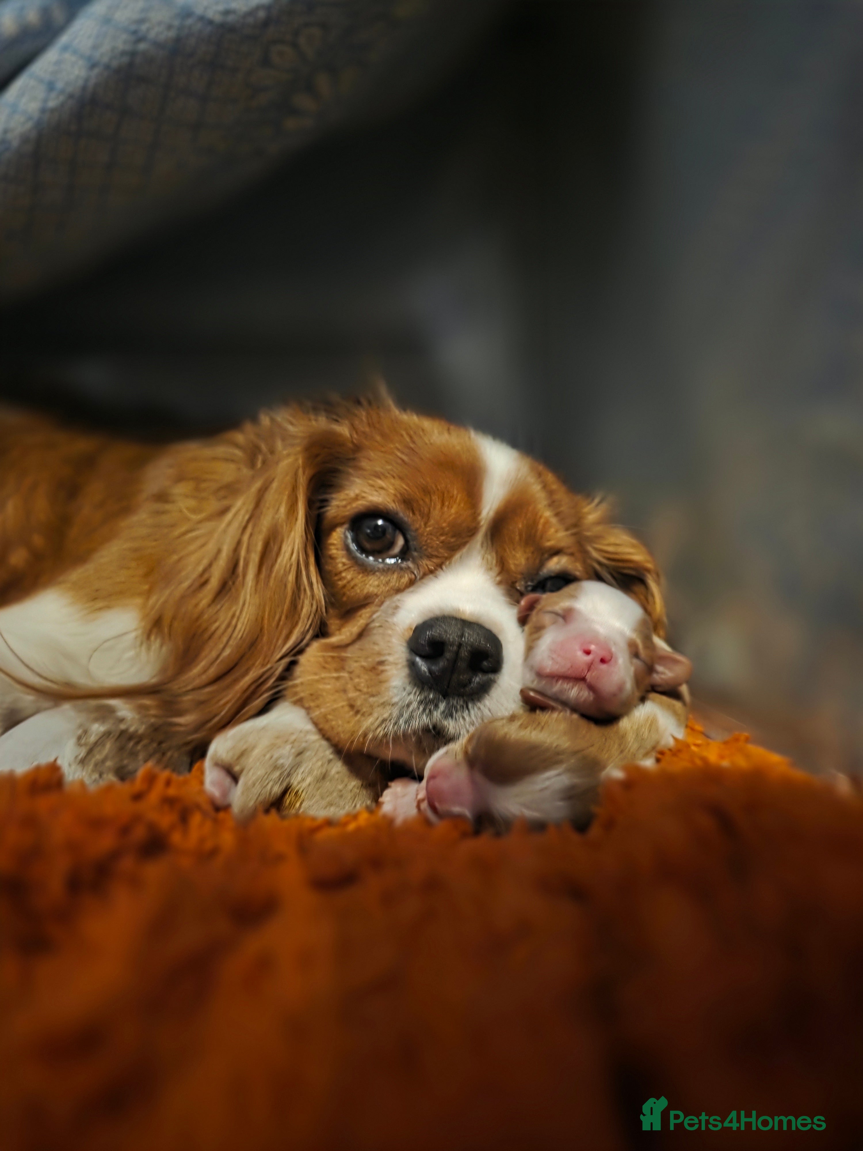 Cavalier King Charles Spaniel dogs King Charles Cavalier - Lady's first litter kc reg - Advert 1