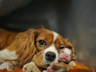 Cavalier King Charles Spaniel dogs King Charles Cavalier - Lady's first litter kc reg - Advert 1