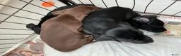 Mixed Breed dogs for sale: Cocker jacks - Advert 7