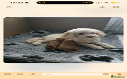 Toy Poodle dogs for sale: Beautiful Toy Poodle Puppies - Image 7