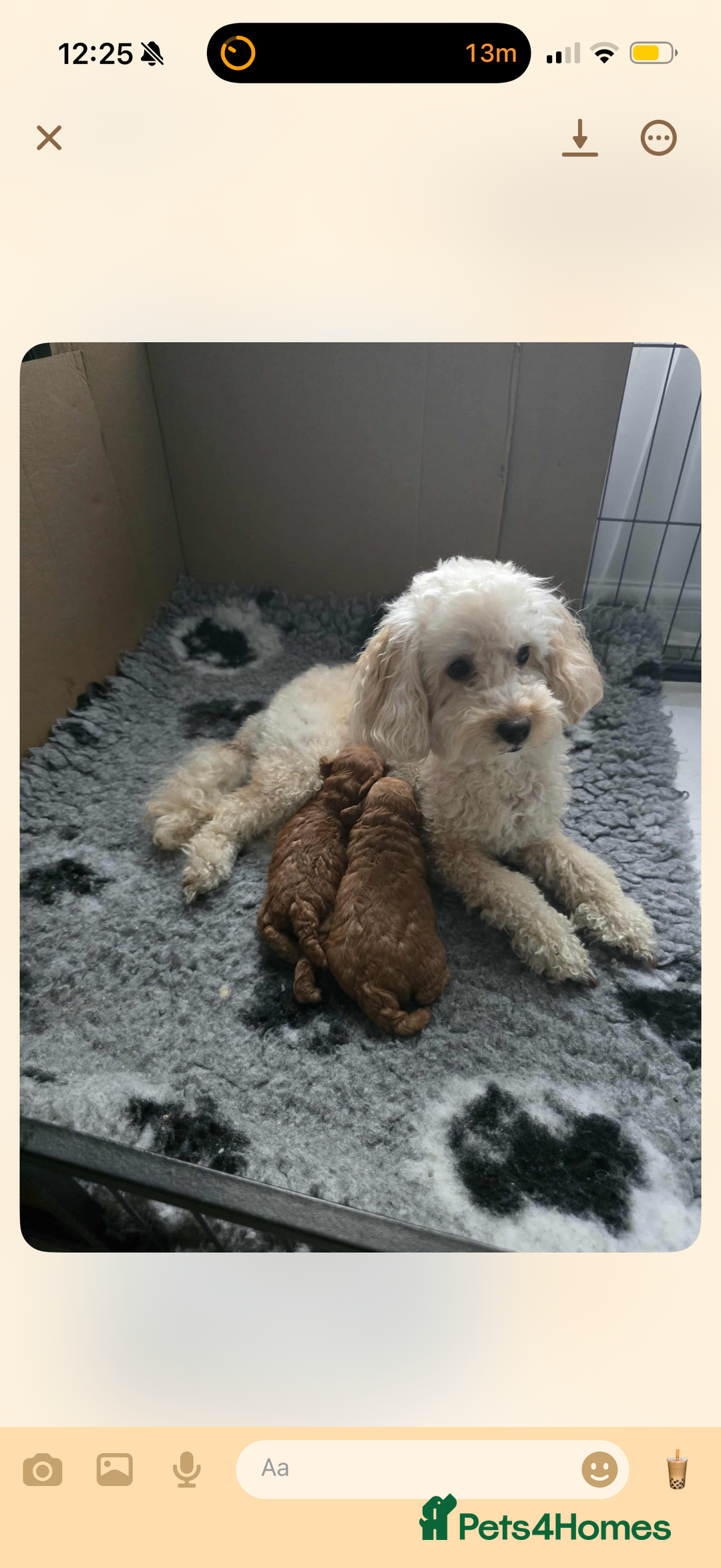 Toy Poodle dogs for sale: Beautiful Toy Poodle Puppies - Image 7