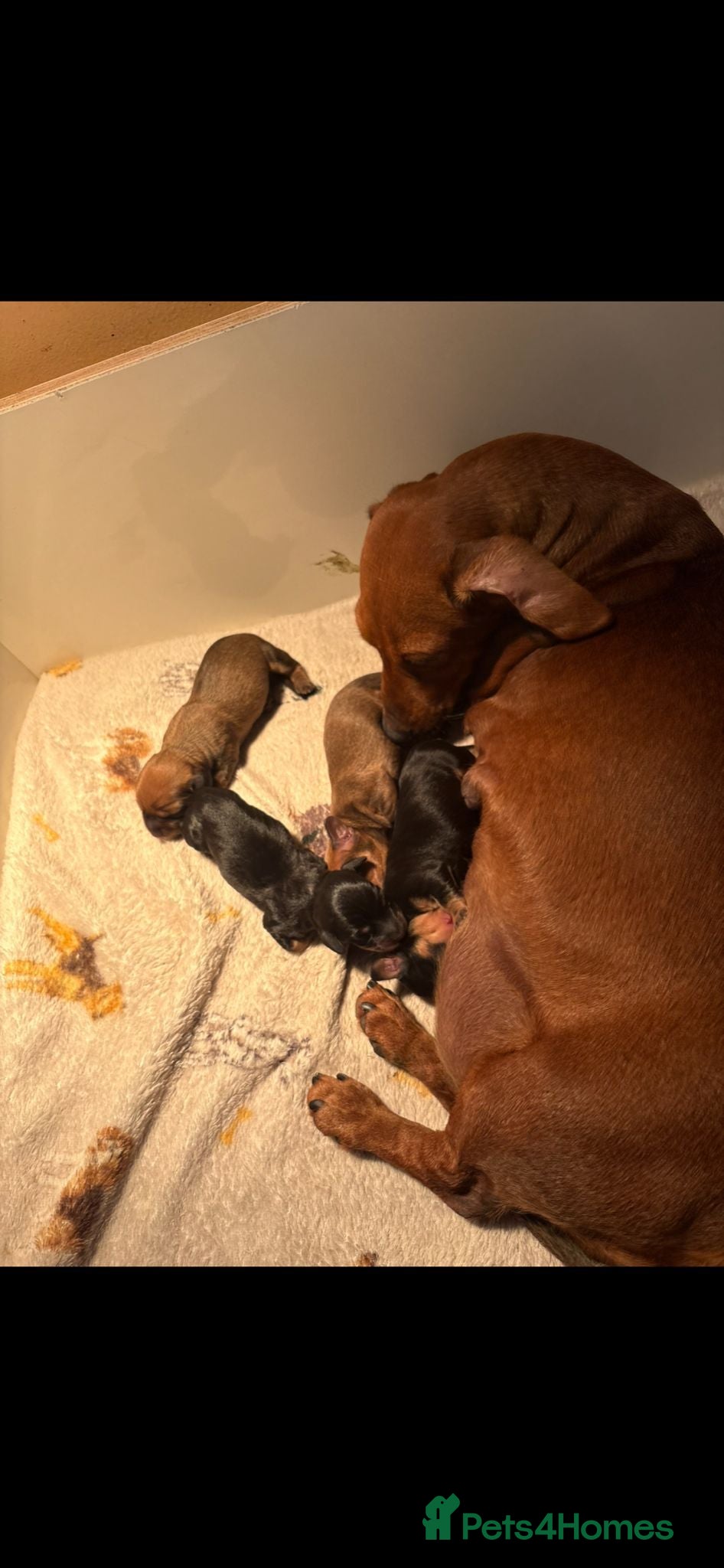 Miniature Dachshund dogs Miniature dachshund puppys  - Advert 4