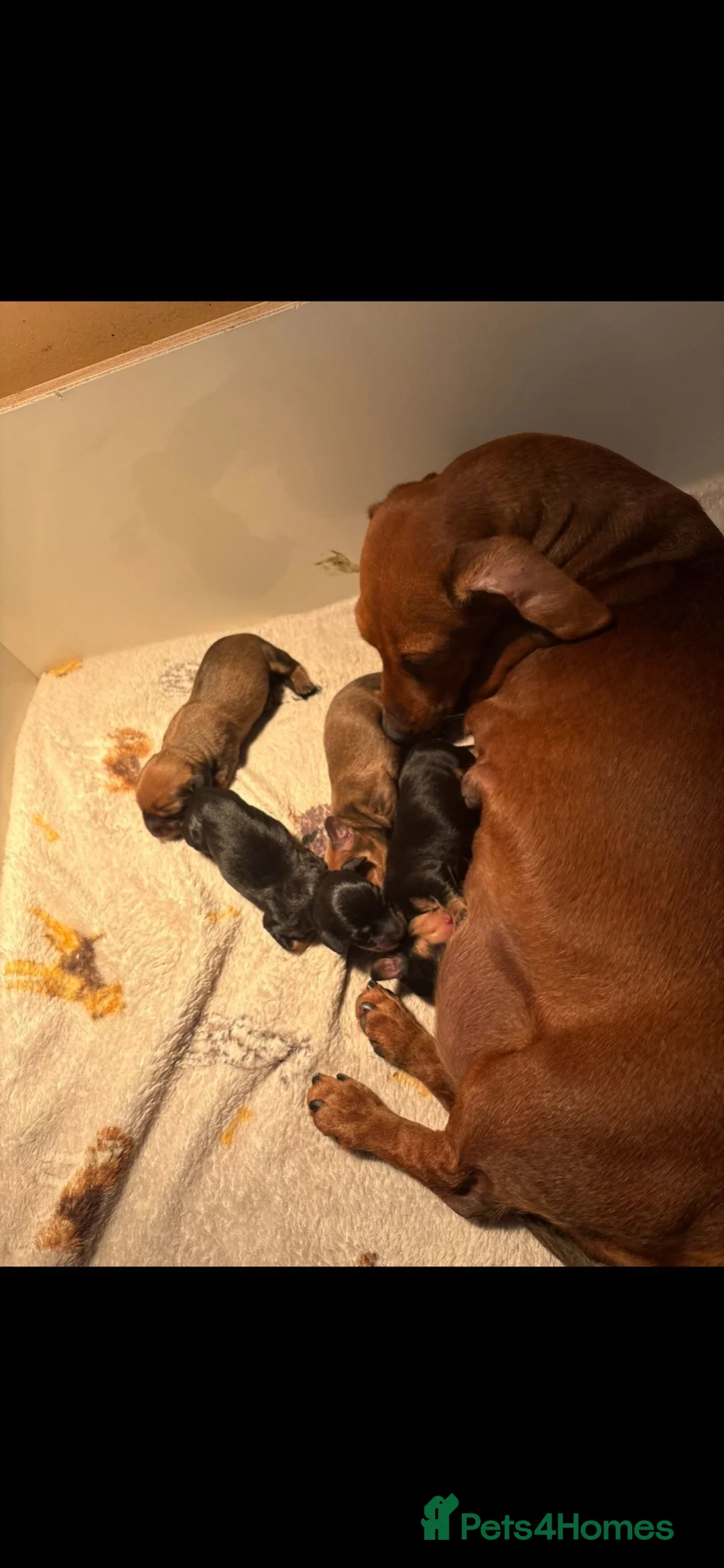 Miniature Dachshund dogs for sale: Miniature dachshund puppys  - Advert 1