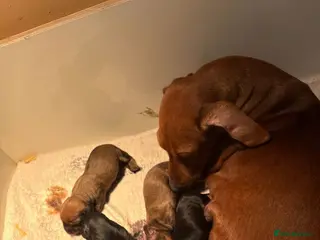 Miniature Dachshund dogs Miniature dachshund puppys - Advert 1