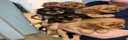 Cavalier King Charles Spaniel dogs for sale: 5 beautiful cavalier puppies - KC registered - Advert 17
