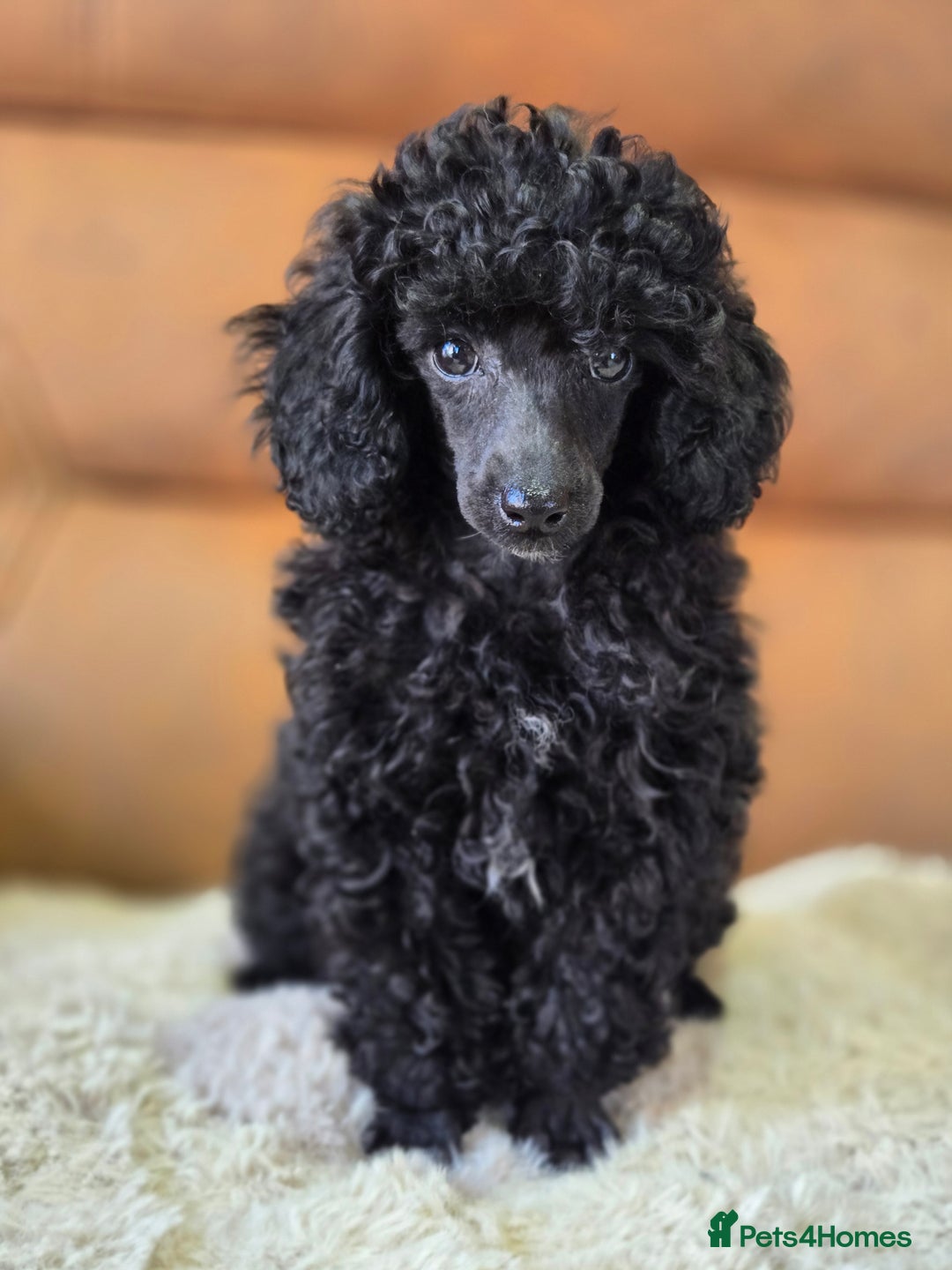 Toy Poodle dogs for sale: Stunning tiny Black girl Toy Poodle - Image 10