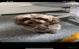 Shih Tzu dogs for stud: KC Karashishi Imperial Chocolate/Lavender Stud in Derby - Image 18