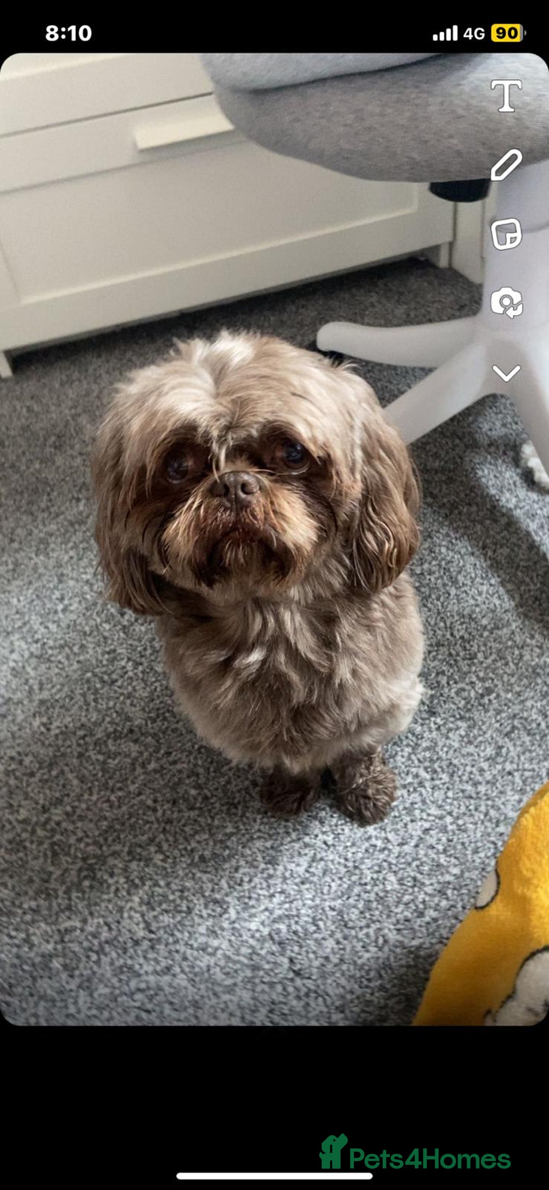 Shih Tzu dogs for stud: KC Karashishi Imperial Chocolate/Lavender Stud in Derby - Image 18