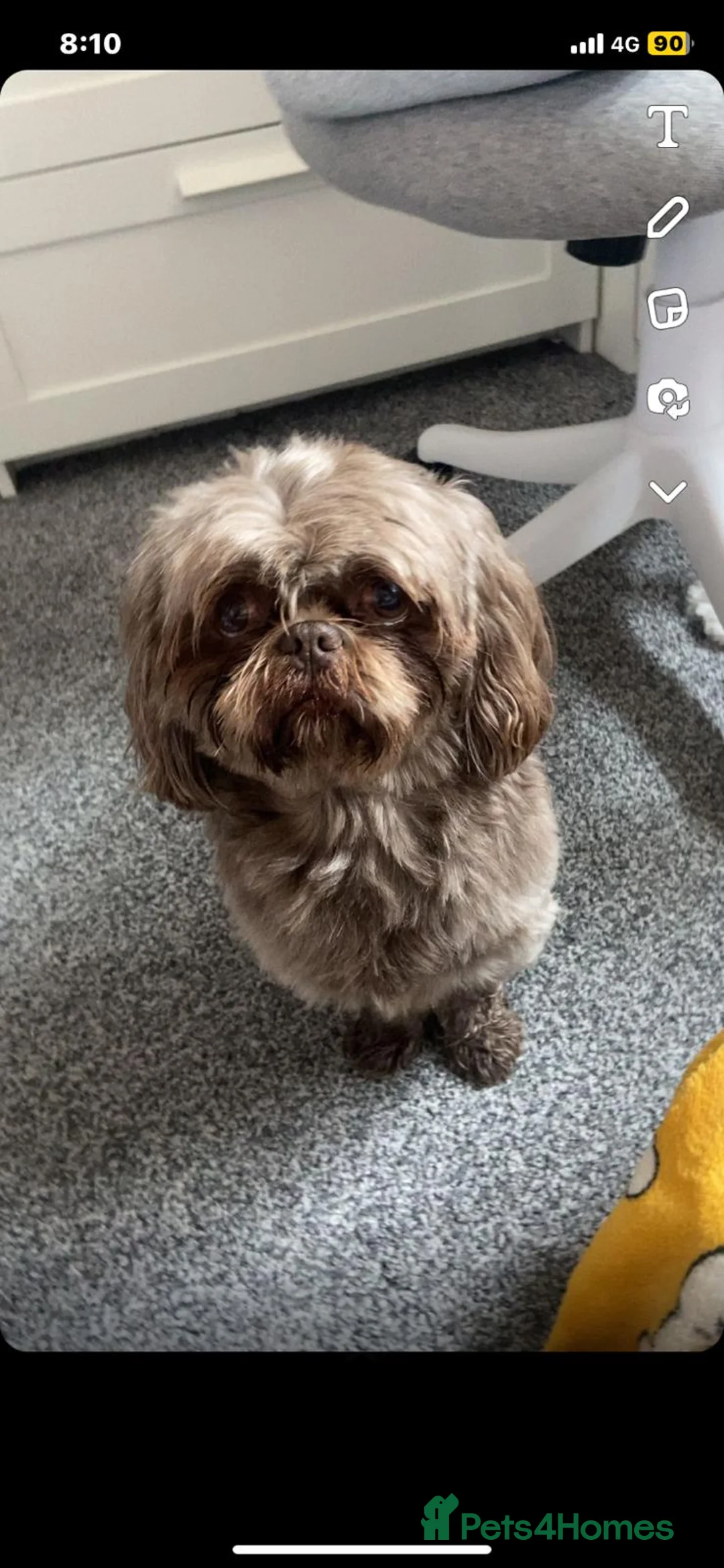 Shih Tzu dogs for stud: KC Karashishi Imperial Chocolate/Lavender Stud in Derby - Advert 21