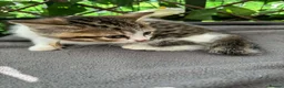 British Shorthair cats for sale:  britishshort x kittens - Advert 6