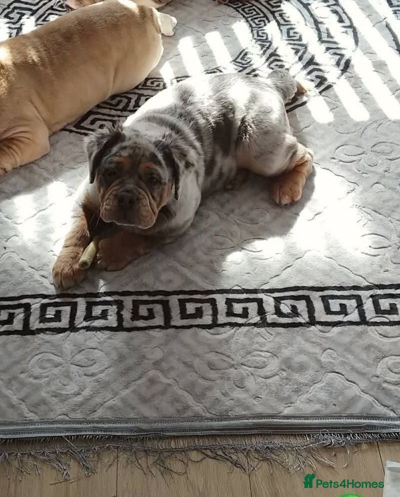 Olde English Bulldogge dogs Olde english fluffy mammut - Advert 1