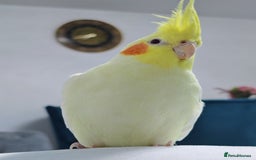 Cockatiels birds for sale: Pair of cockatiels  - Image 2