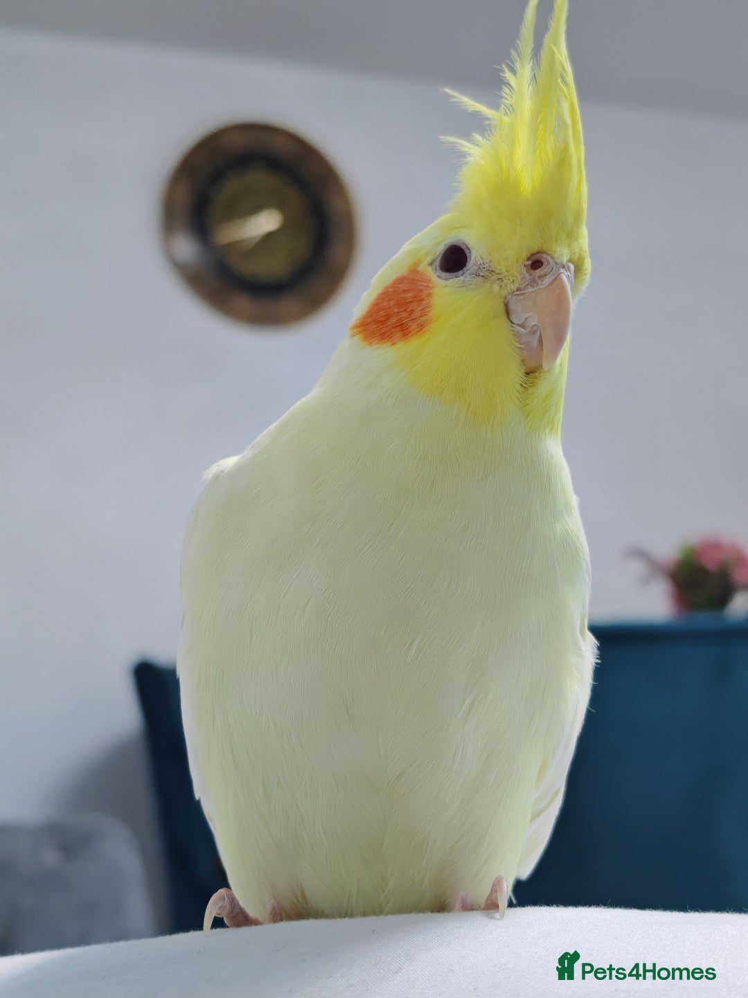 Cockatiels birds for sale: Pair of cockatiels  - Image 2