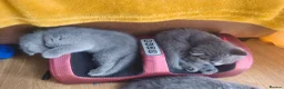 Scottish Fold cats for sale: Scottish fold  - Advert 7