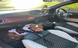 English Bulldog dogs for sale: dog for sale - Image 4