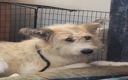 Mixed Breed dogs for adoption: MISHA  - Image 5