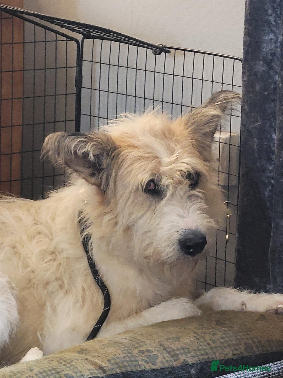 Mixed Breed dogs for adoption: MISHA  - Image 5