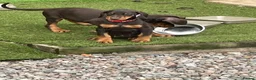 Dobermann dogs for sale: European Doberman puppies kc reg  - Advert 4