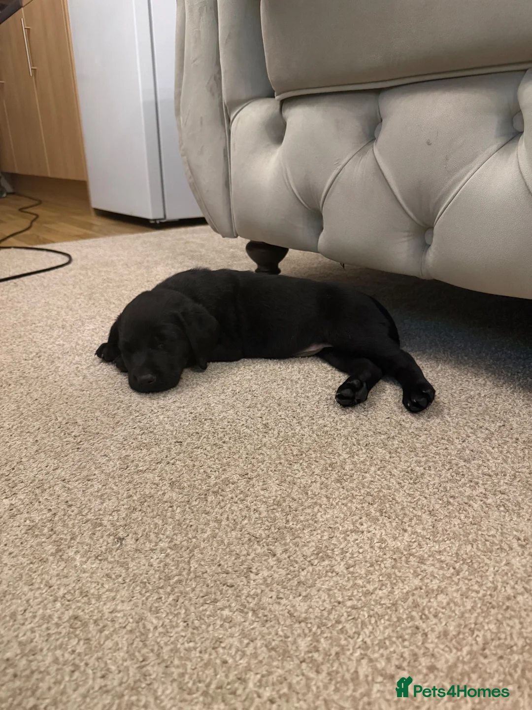 Labrador Retriever dogs for sale: Black Labrador girl  in Waterlooville - Advert 2