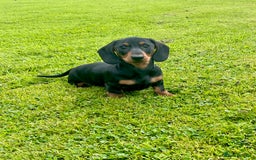 Dachshund dogs for sale: Miniature Male Dachshund puppy  - Image 1