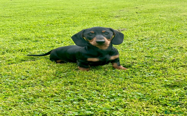Dachshund dogs - Advert 1