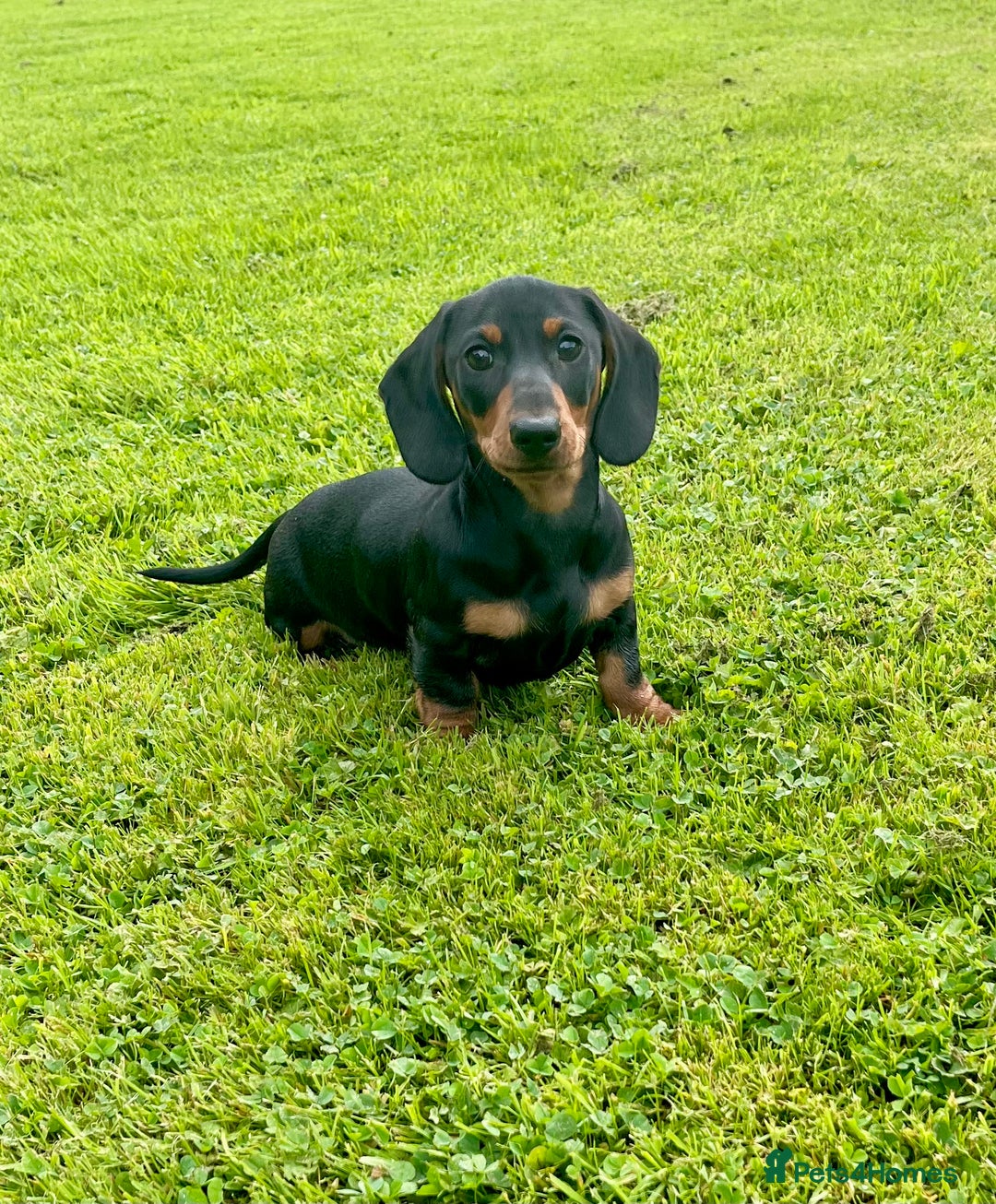 Dachshund dogs for sale: Miniature Male Dachshund puppy  - Image 1