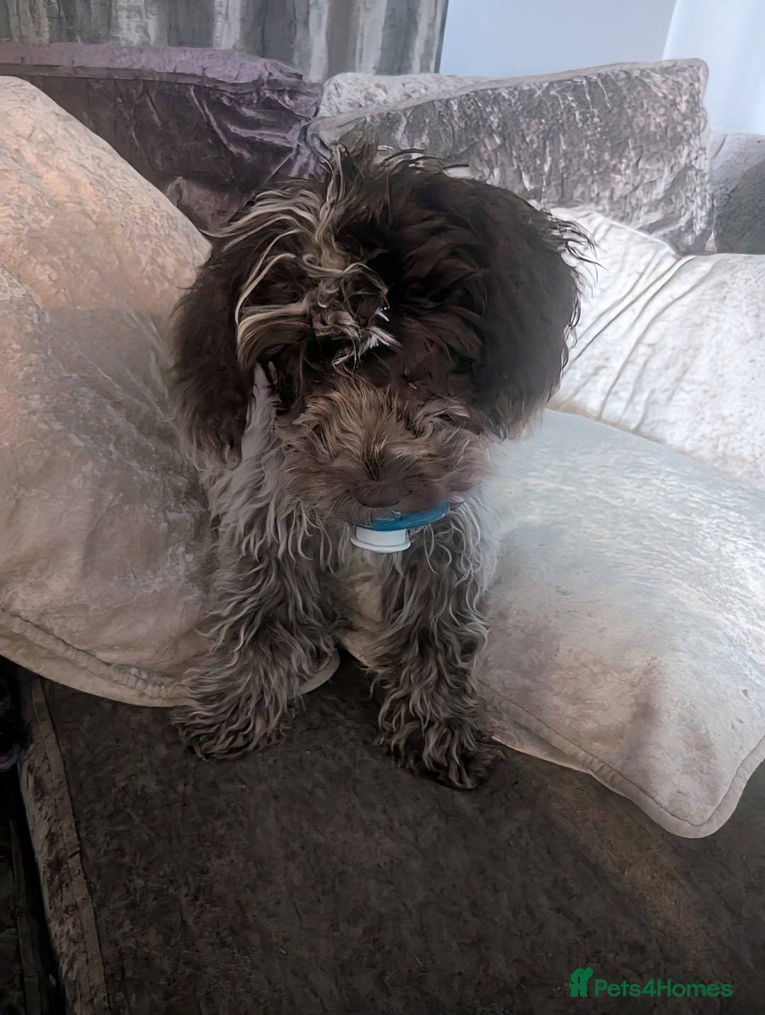 Cockapoo dogs for sale: Stunning chocolate roan Female F1 cockapoo  - Advert 7