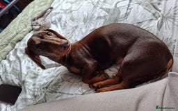 Dachshund dogs for sale: 1 Year Old Miniature Dachshund For Sale - Image 5