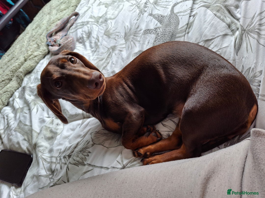 Dachshund dogs for sale: 1 Year Old Miniature Dachshund For Sale - Image 5