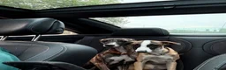 Whippet dogs for sale: Pure WHIPPET PUPPIES - Advert 38