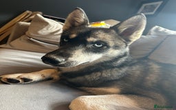 Siberian Husky dogs for sale: Siberian husky 6 months old - Image 1