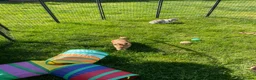 Rex rabbits for sale: Loving home needed for three beautiful bunnies 🐰  - Advert 4