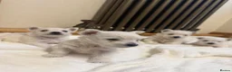 West Highland Terrier dogs for sale: KC Westies  - Advert 4