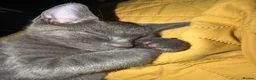 Mixed Breed cats for sale: 🐾 Gorgeous Furry Sphynx Cross Kittens 🐾 - Advert 2
