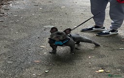 French Bulldog dogs for sale: French bulldog  - Image 16