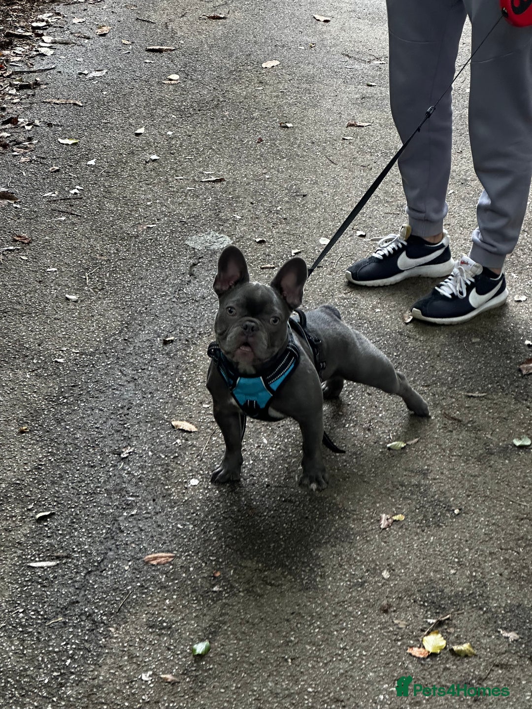 French Bulldog dogs for sale: French bulldog  - Image 16