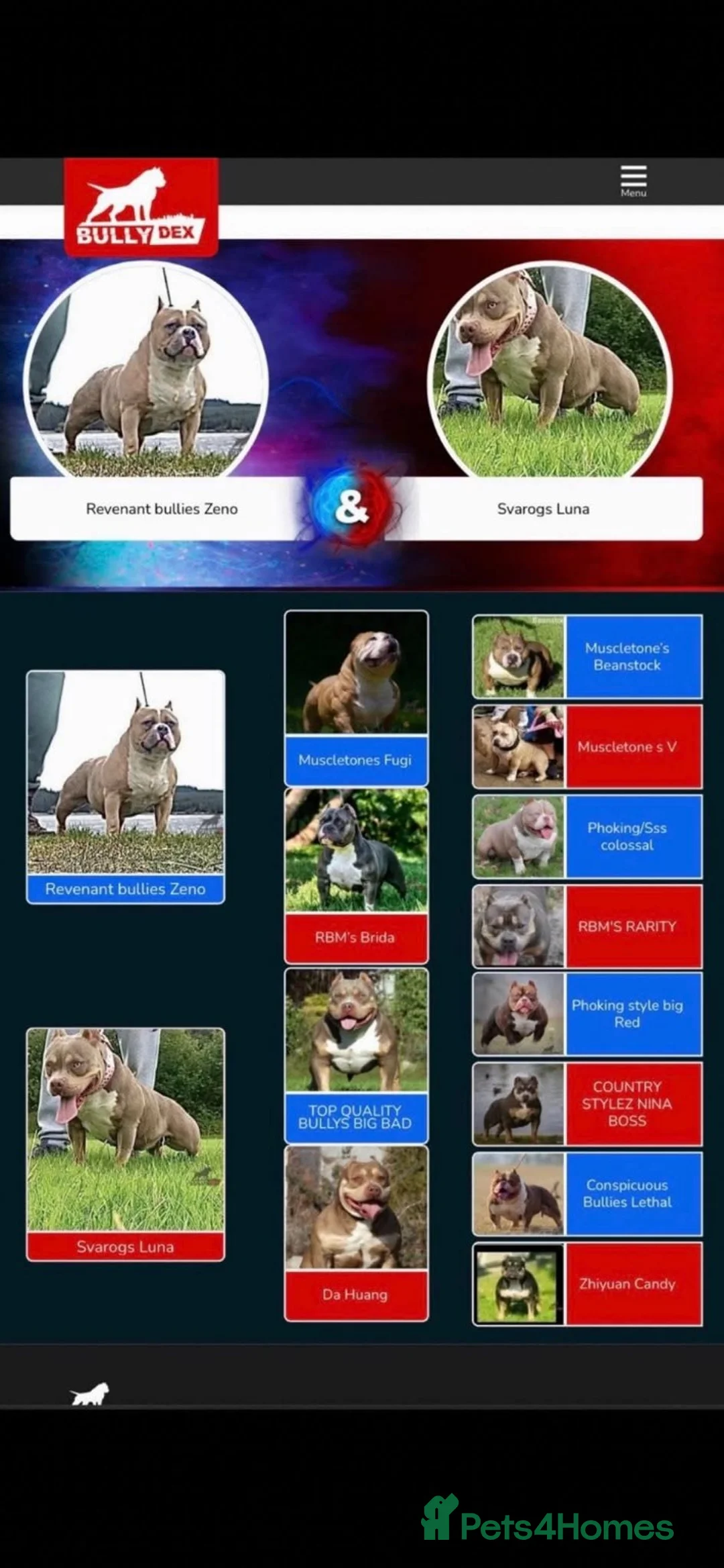 American Bully dogs for sale: ABKC American bully (pockets)  in Ballymena - Advert 1