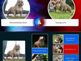 American Bully dogs ABKC American bully (pockets) - Advert 10