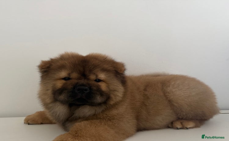 Chow Chow dogs - Advert 2