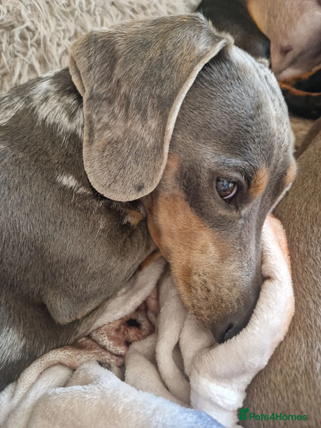 Miniature Dachshund dogs for sale: Miniature-dachshund  - Advert 14