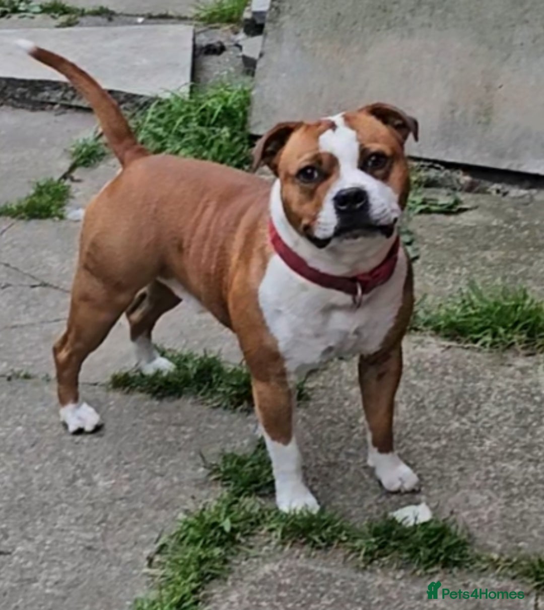 Staffordshire Bull Terrier dogs for stud: 🥨ZEUS PIED PERFECTION 🥨 COI 2.1% in Rochdale - Advert 19