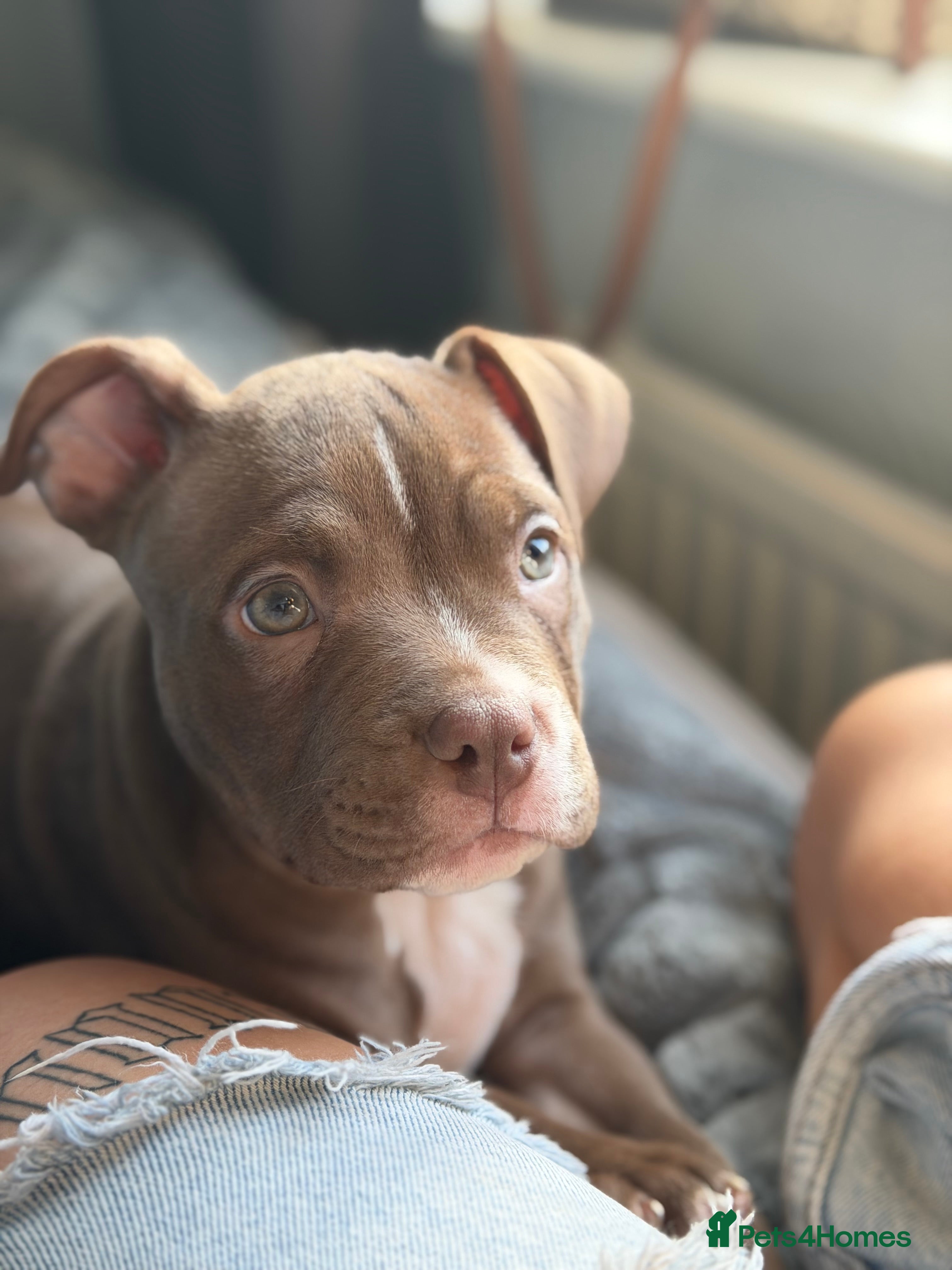 Mixed Breed dogs Male Pocket Bully - Advert 2