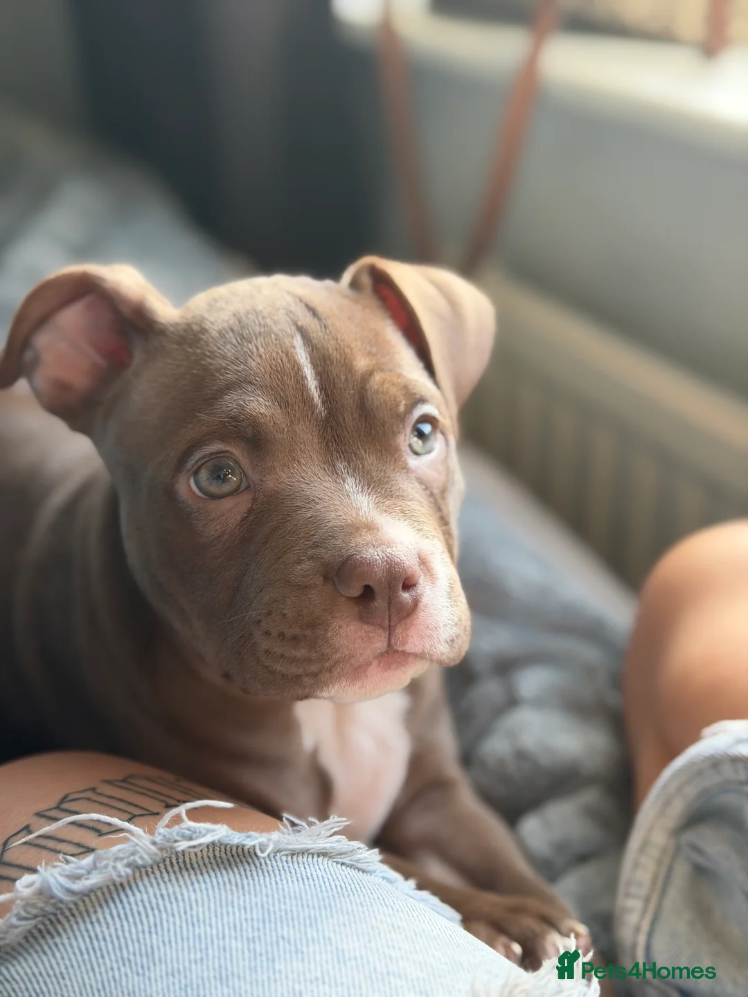 Mixed Breed dogs for sale: Male Pocket Bully - Advert 1