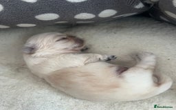 Pekingese dogs for sale: Pekingese  - Image 8