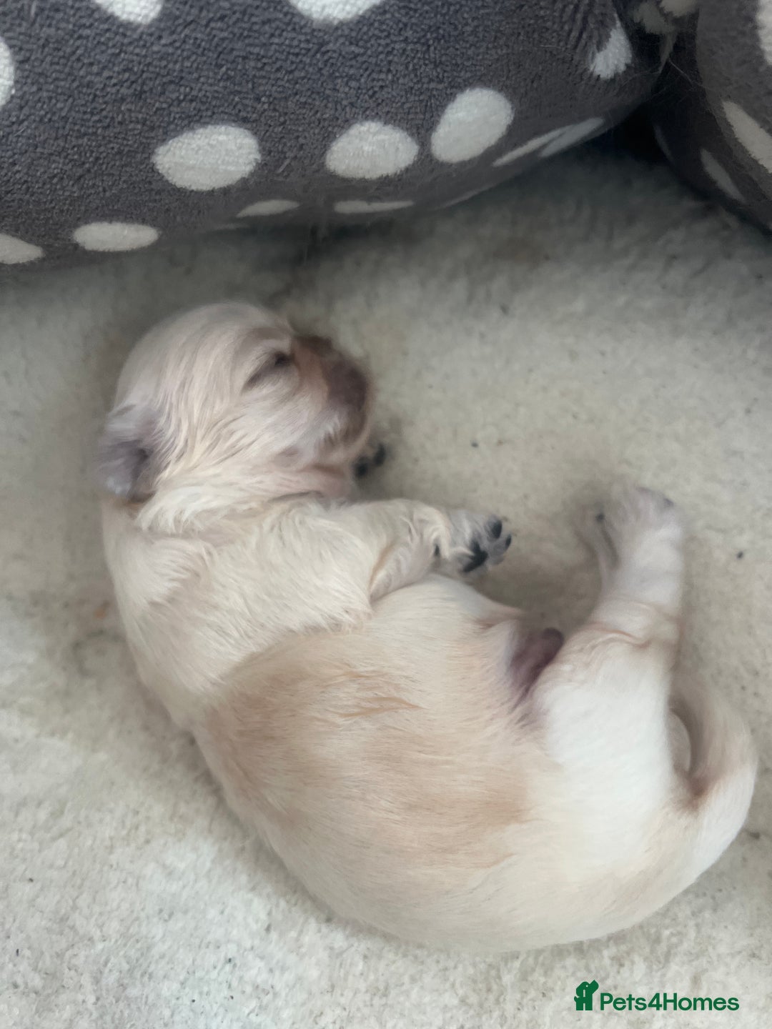 Pekingese dogs for sale: Pekingese  - Image 8