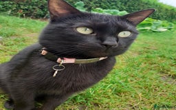 Domestic Shorthair cats for sale: 2 female kittens  - Image 7