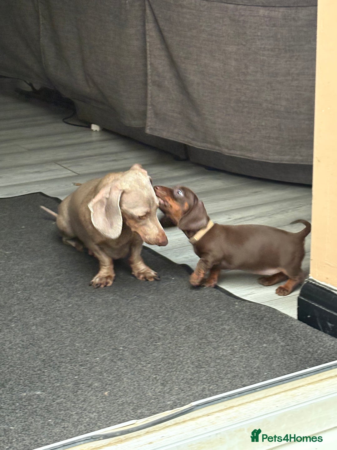 Miniature Dachshund dogs for sale: Miniature dachshund puppies  - Image 40